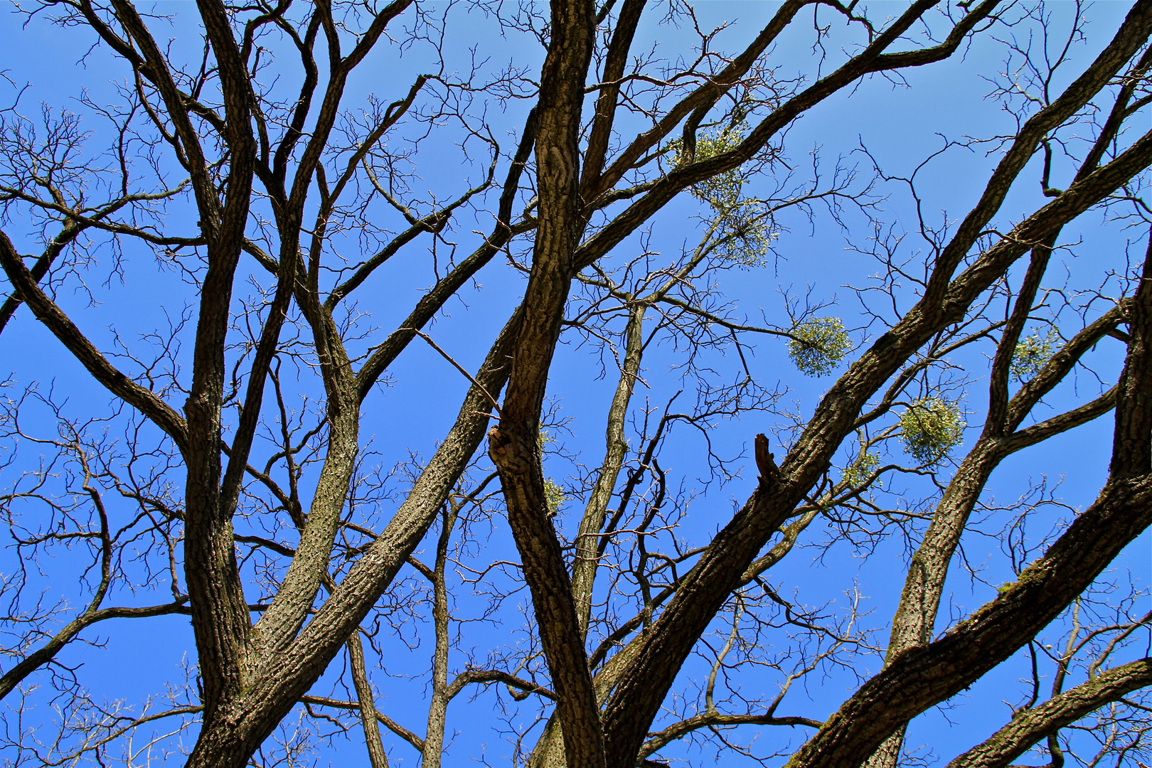 Baum im blauen Himmel