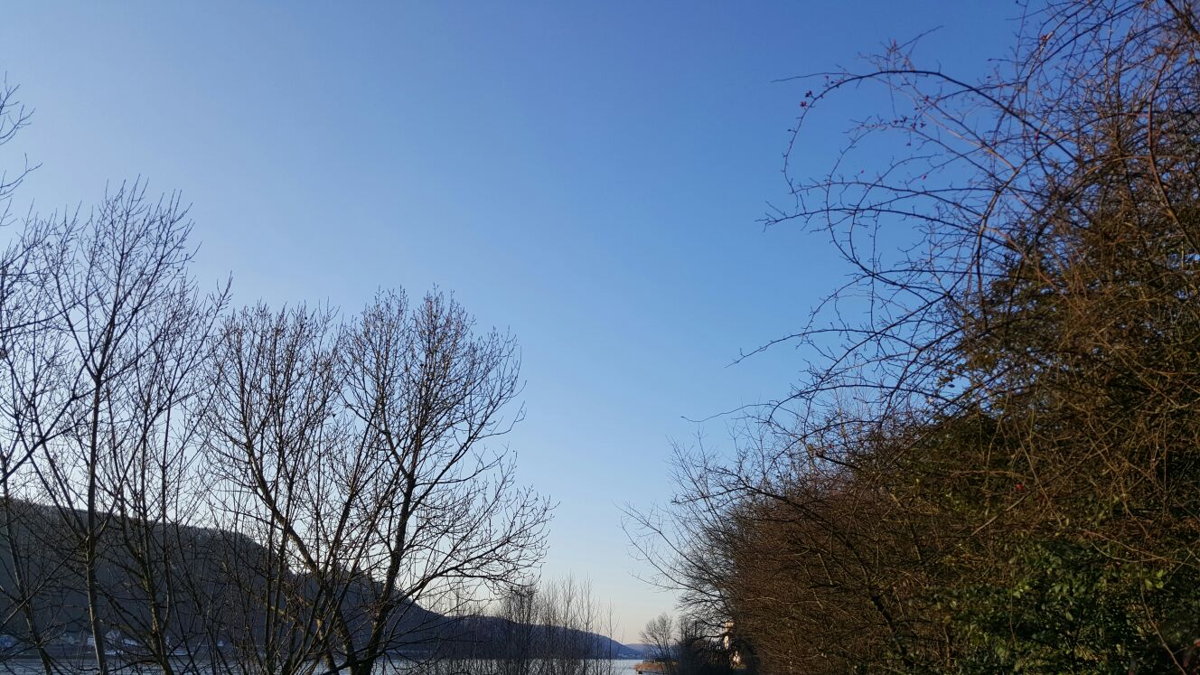 Baum im blauen Hintergrund