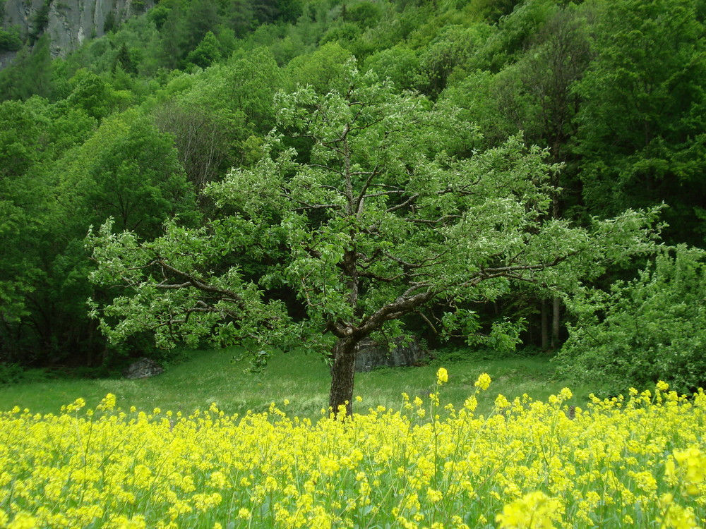 Baum im Blumenmeer