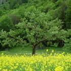 Baum im Blumenmeer