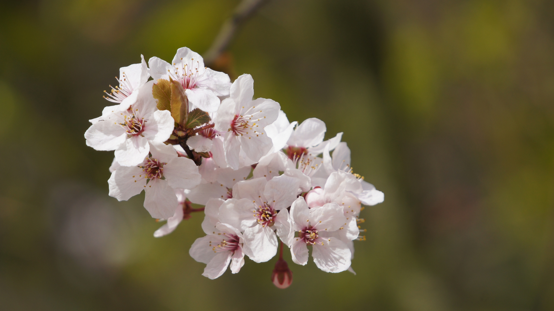 baum im Blute