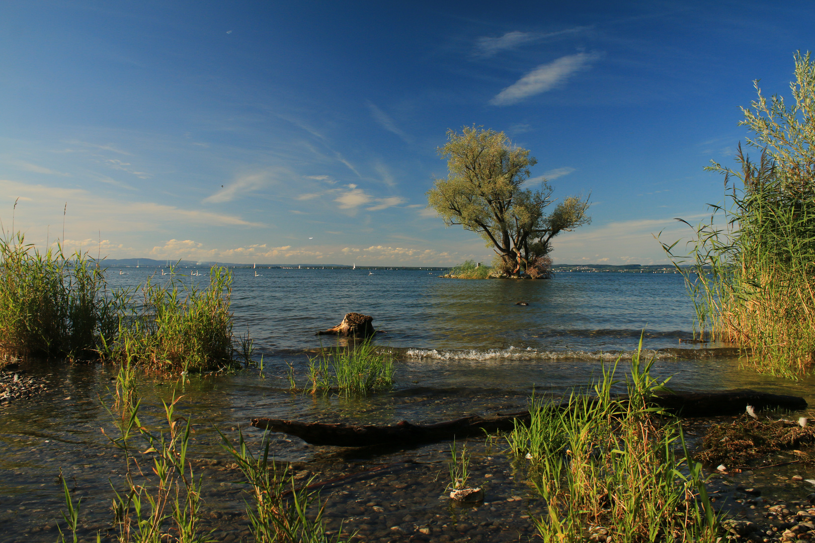 Baum im Bodensee IMG 5350 Foto Bild landschaft bach Baum im Bodensee IMG 5350 Foto Bild landschaft bach