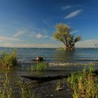 Baum im Bodensee_IMG_5350