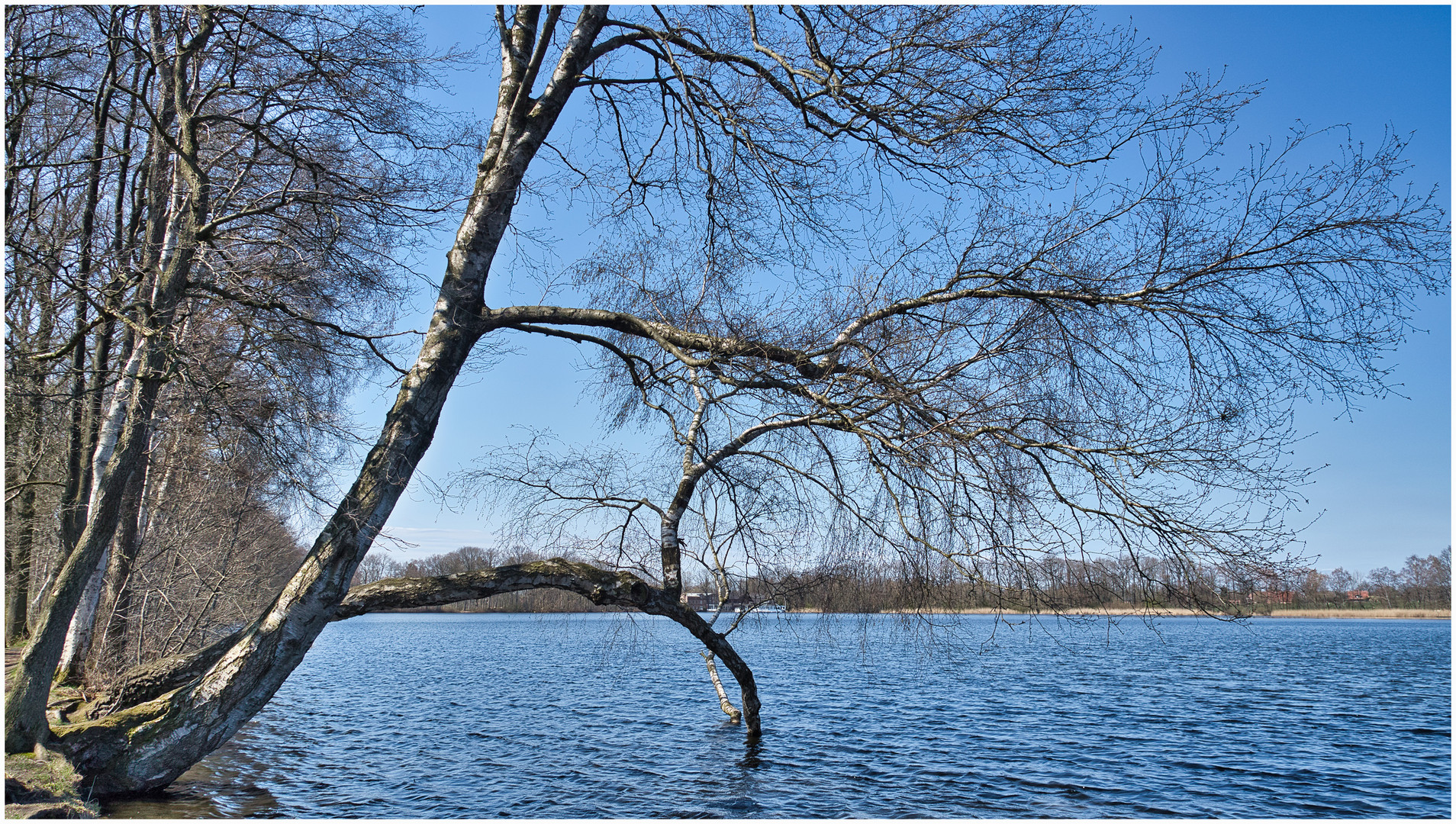 Baum im Bokler See