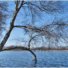 Baum im Bokler See