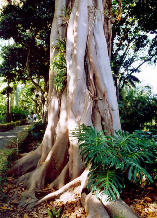 Baum im Botanischen Garten von Puerto de la Cruz von Hartmut Regenstein