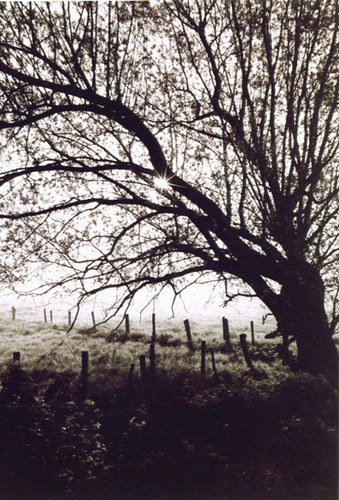 Baum im Bruch