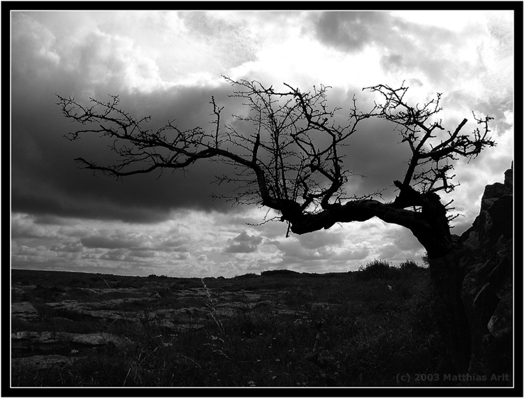 Baum im Burren