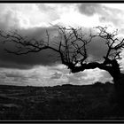 Baum im Burren