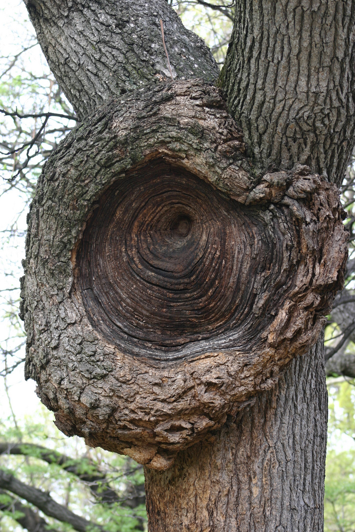 Baum im Central Park