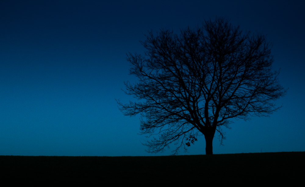 Baum im Dämmerlicht