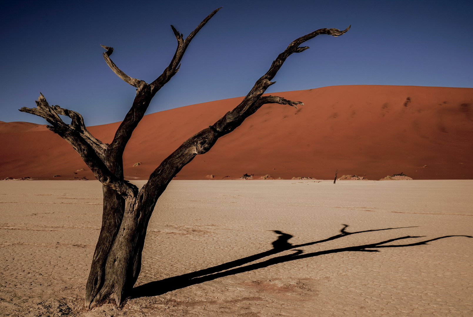 Baum im Deadvlei, Namibia