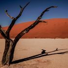 Baum im Deadvlei, Namibia