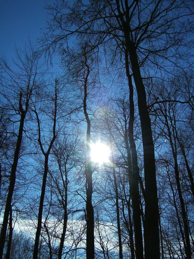 Baum im Deister