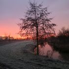 Baum im der Dunkelheit