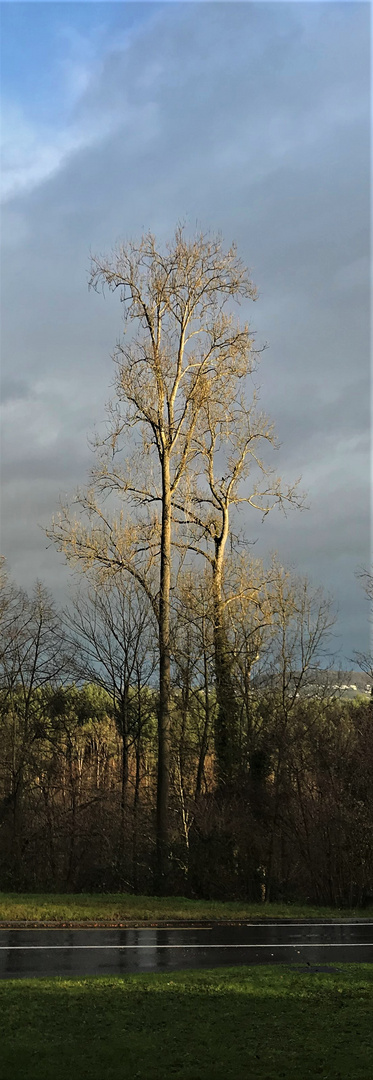 Baum im Dezember