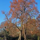 Baum im Domgarten zu Speyer