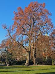 Baum im Domgarten zu Speyer