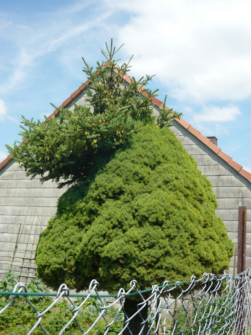 Baum im Doppelpack!