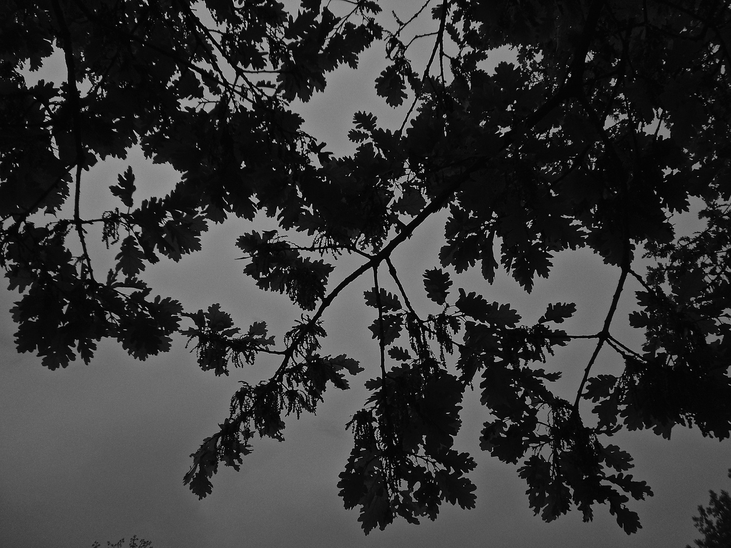 Baum im dunklem Himmel