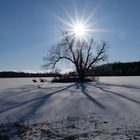 Baum im Eis