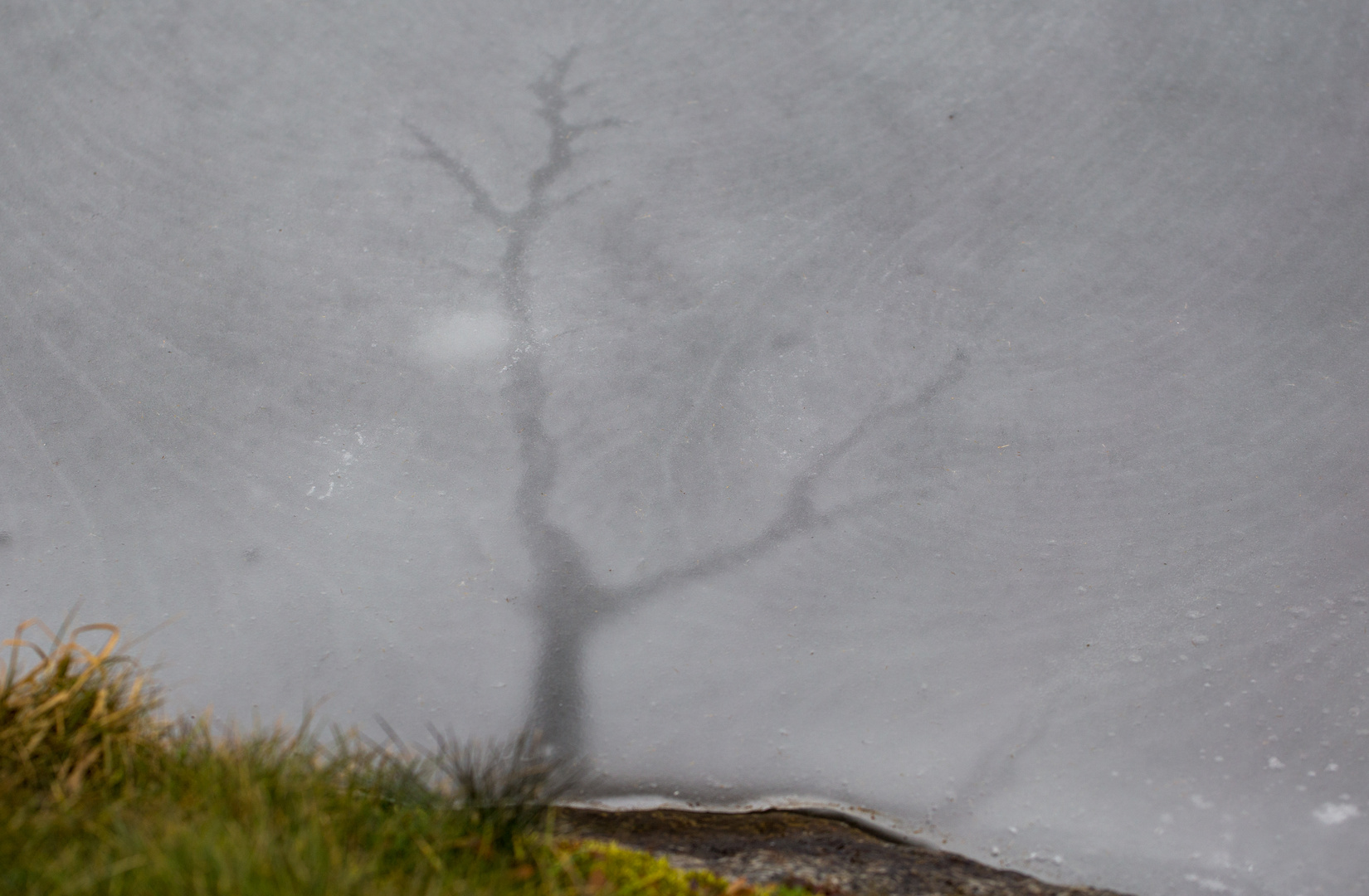 Baum im Eis