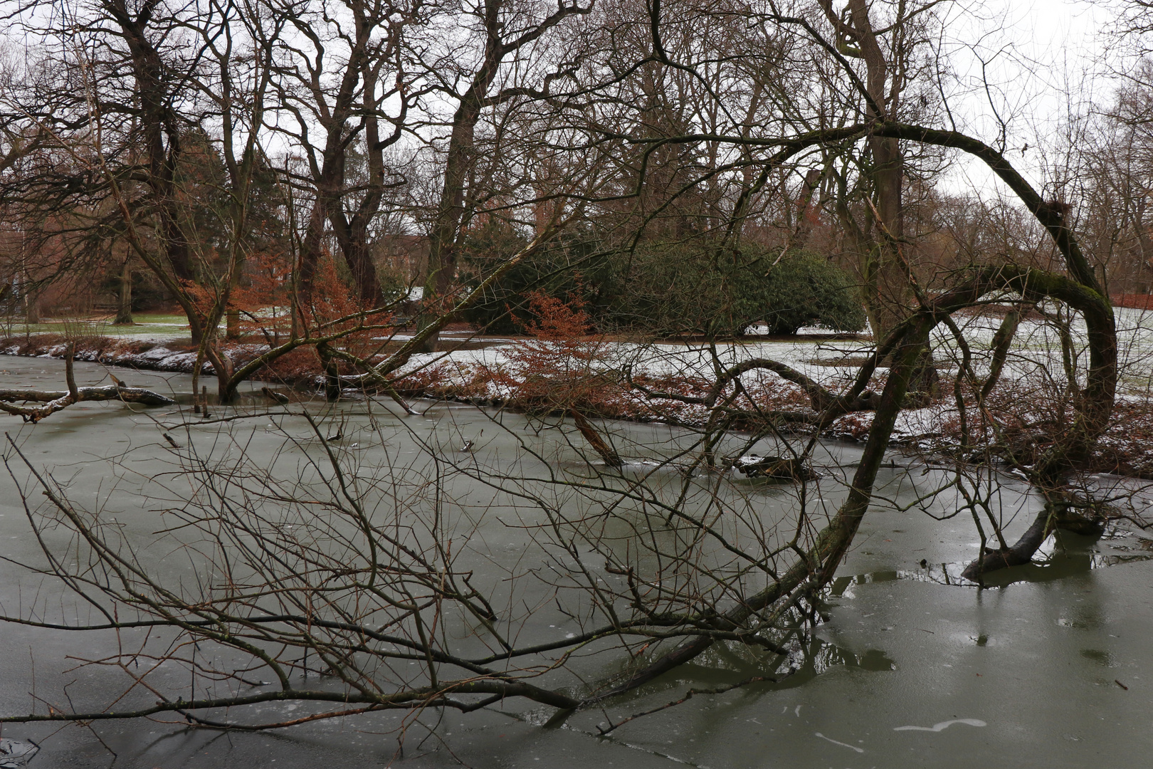 Baum im Eis