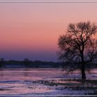 Baum im Eis