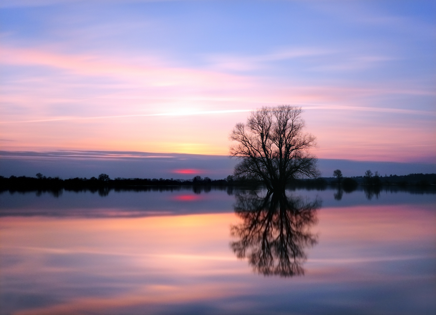 Baum im Elbhochwasser