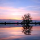 Baum im Elbhochwasser