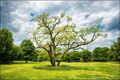 Baum im Erfurter Nordpark