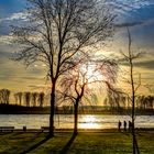 Baum im Farbenmeer