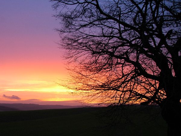 Baum im Farbrausch - Badewaldstrasse