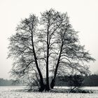 Baum im Febraur mit Scnee