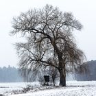 Baum im Febraur mit Scnee II