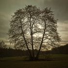 Baum im Februar