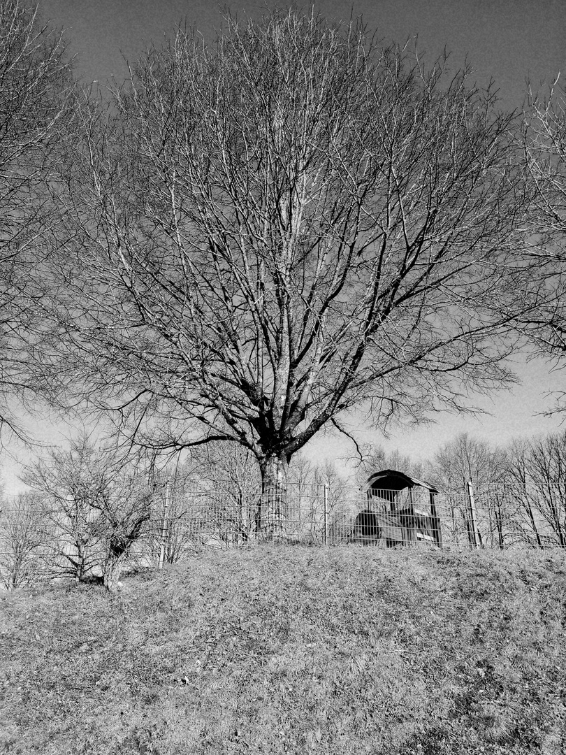 Baum im Februar 