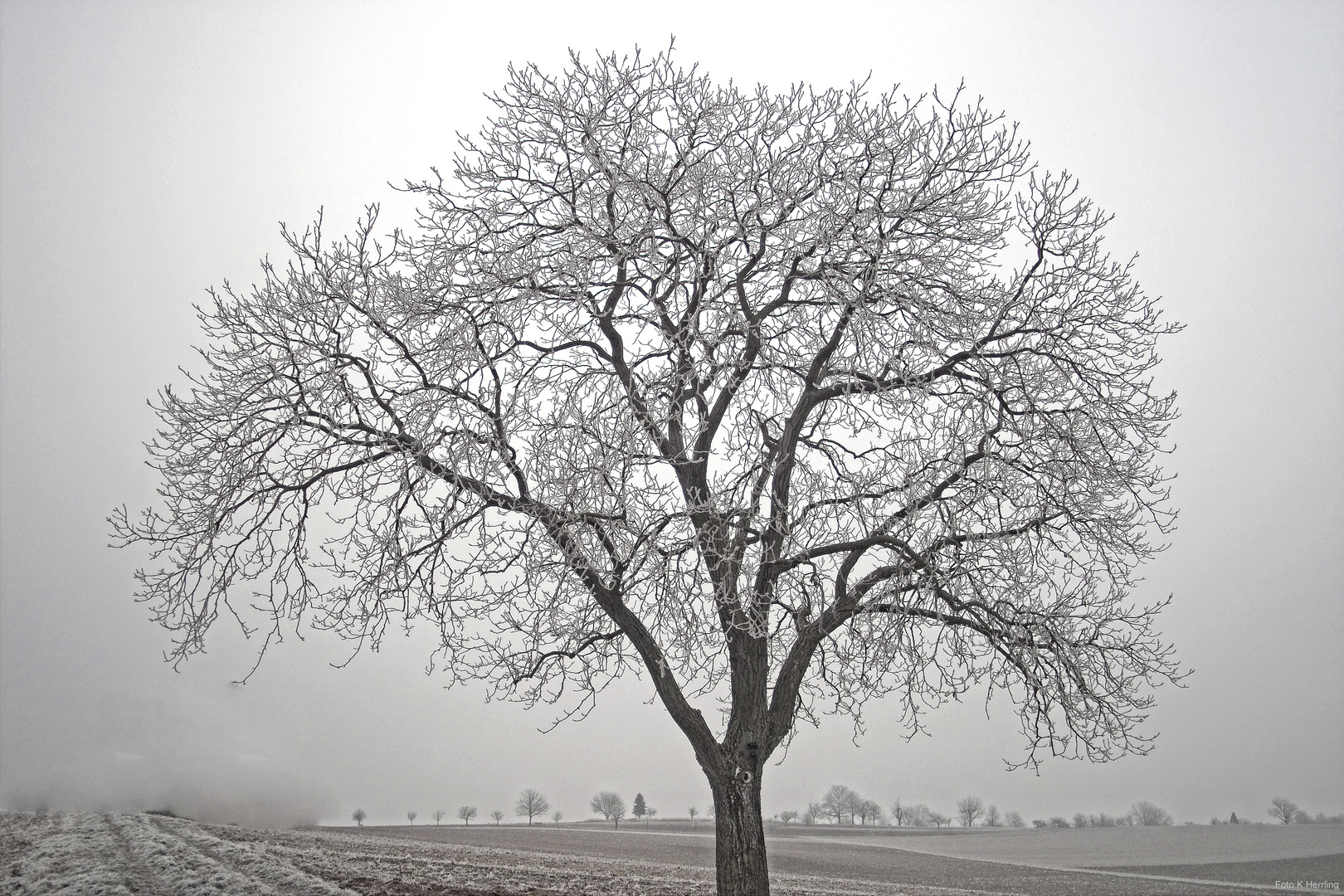 Baum im Feld