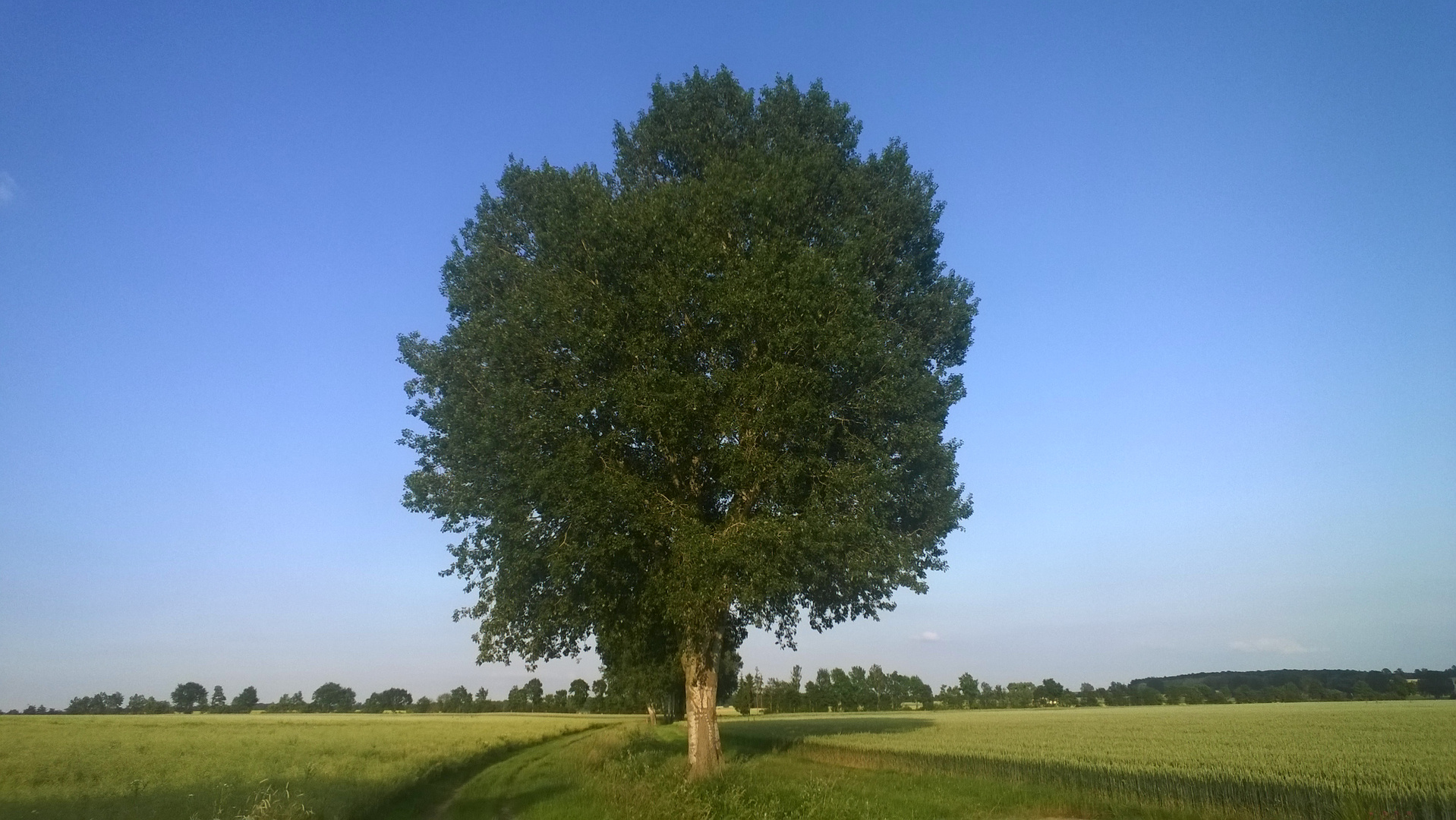 Baum im Feld