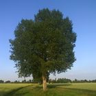 Baum im Feld