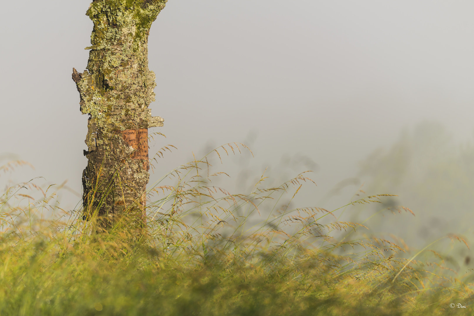 Baum im Feld