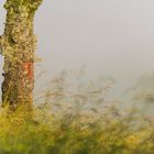 Baum im Feld