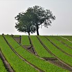 Baum im Feld