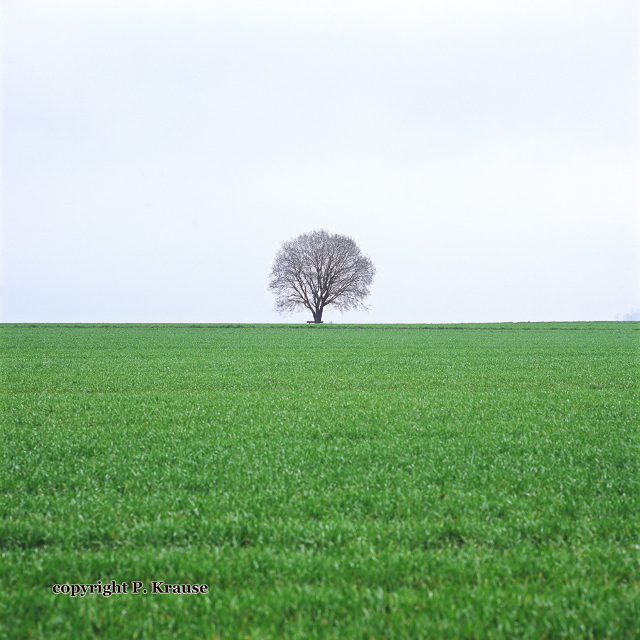 Baum im Feld