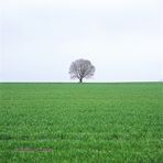 Baum im Feld