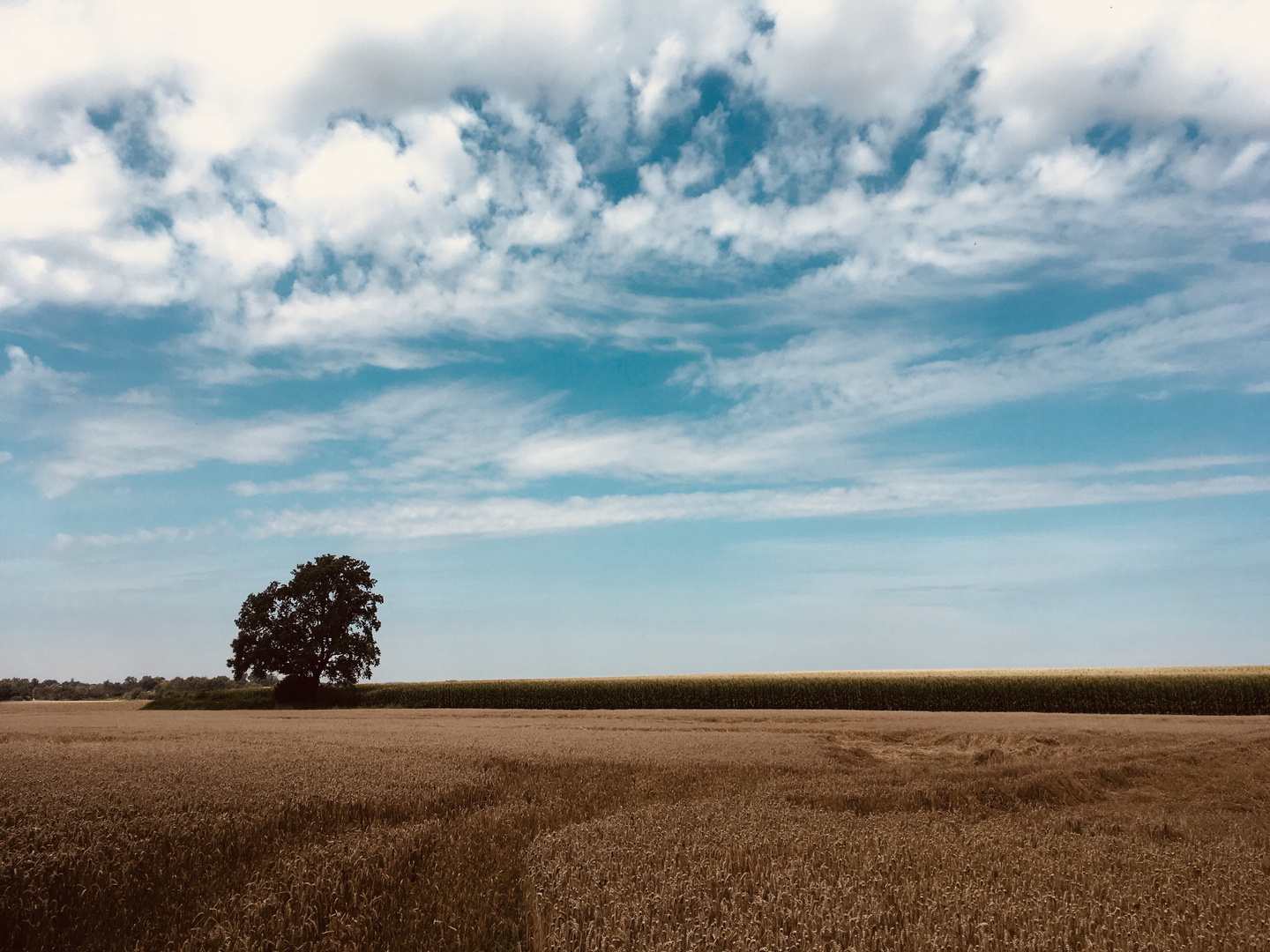 Baum im Feld