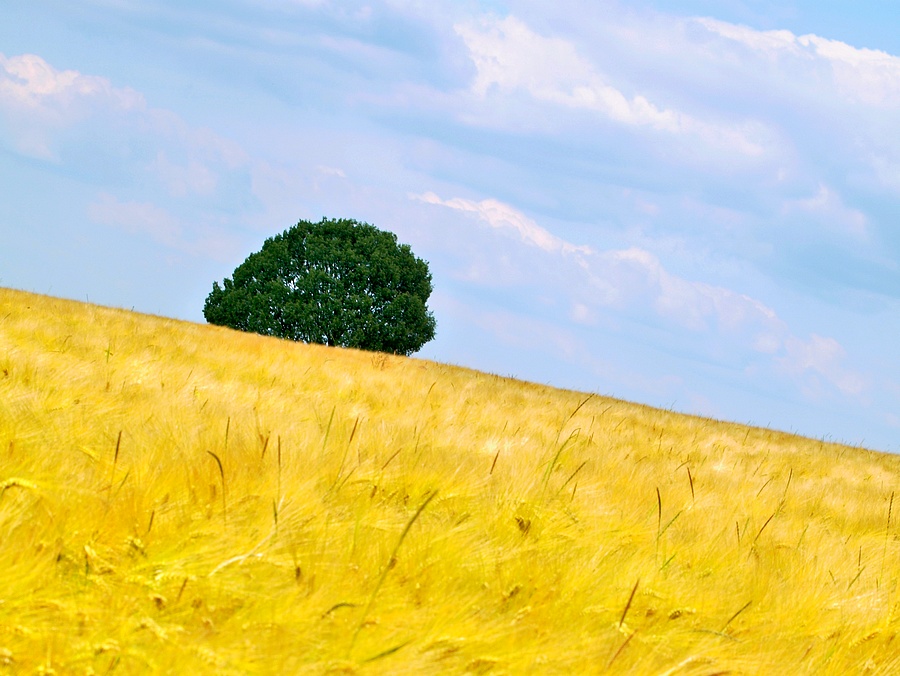 Baum im Feld