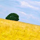 Baum im Feld