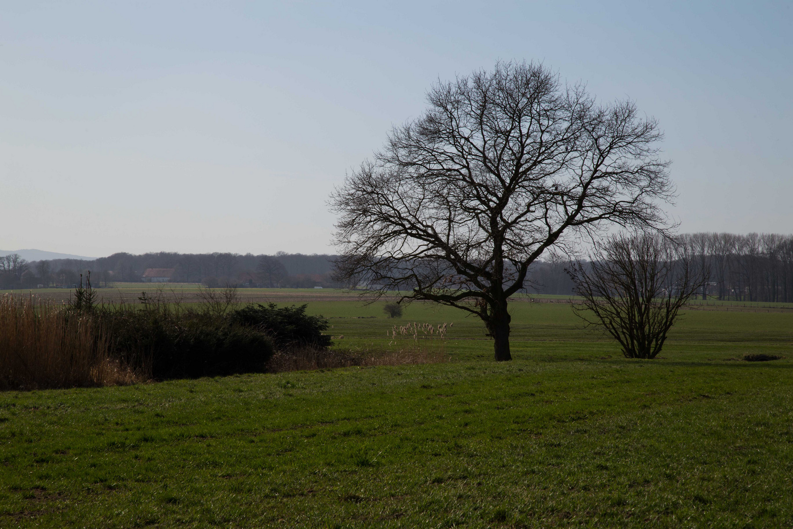 Baum im Feld