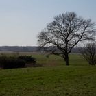 Baum im Feld